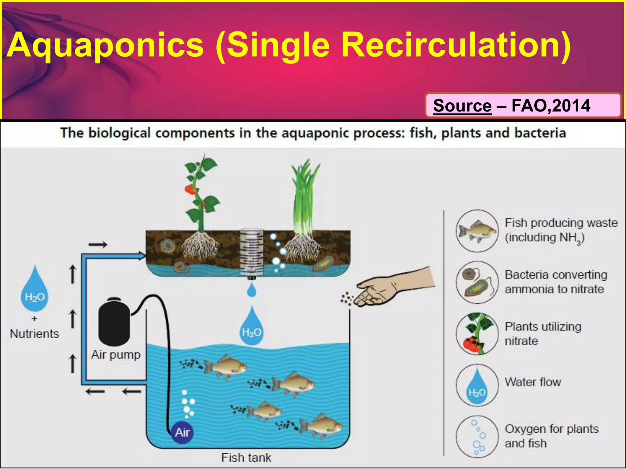 Aquaponics (Single Recirculation)
Source – FAO,2014
 