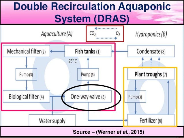 double recirculation aquaponics system