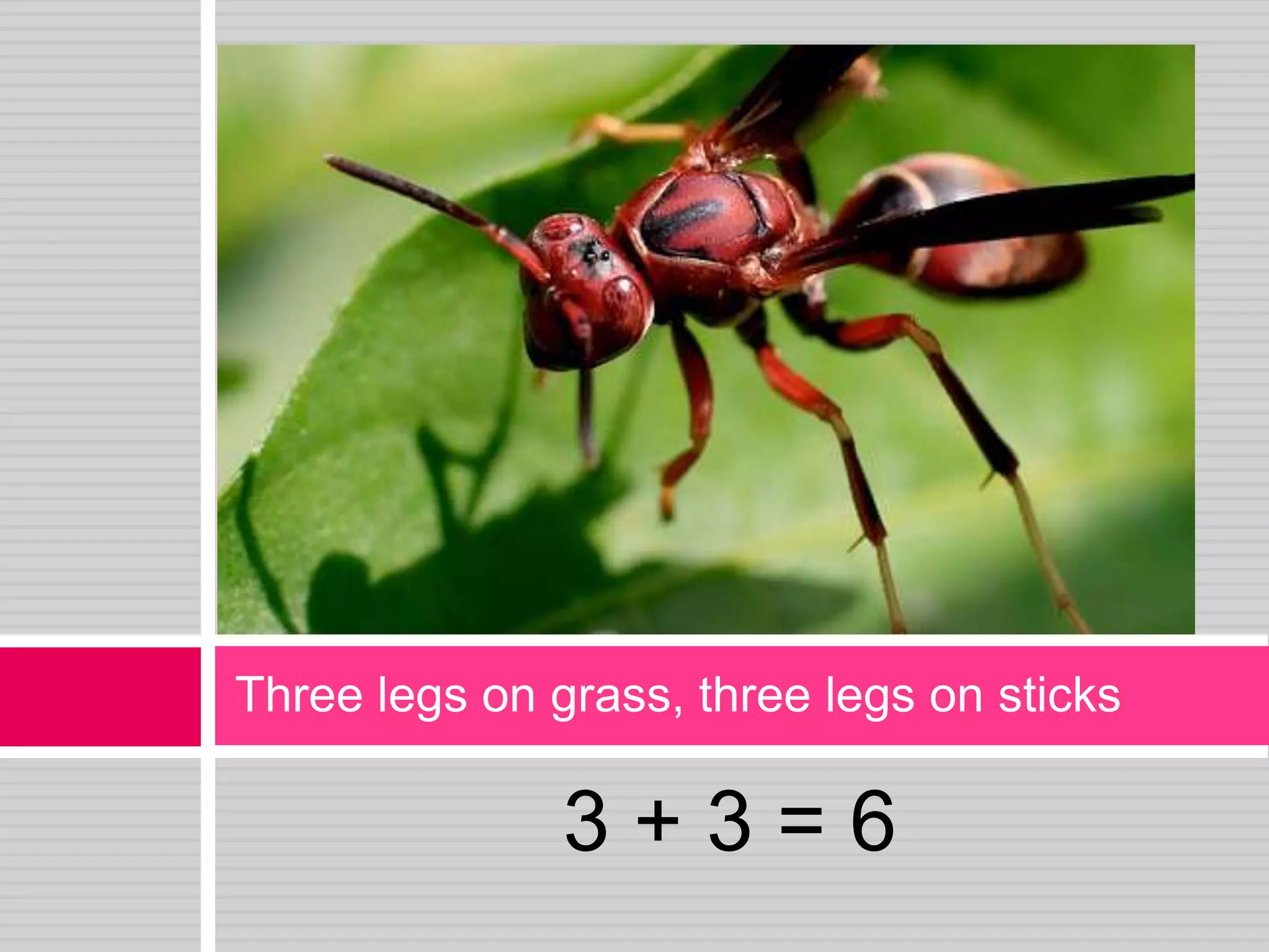 3 + 3 = 6Three legs on grass, three legs on sticks