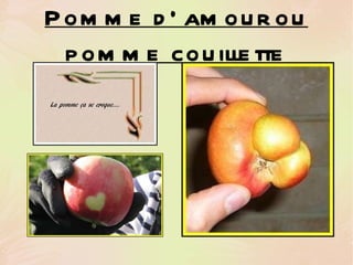 Pomme d' amour ou pomme couillett e 