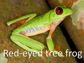 Red-eyed tree frog
 