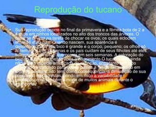 Reprodução do tucano

• Sua reprodução ocorre no final da primavera e a fêmea bota de 2 a
  4 ovos em ninhos localizados no alto dos troncos das árvores. O
  casal se reveza na tarefa de chocar os ovos, os quais eclodem
  entre 16 e 20 dias. Quando nascem, sua aparência é
  desproporcional; seu bico é grande e o corpo, pequeno; os olhos só
  abrem após três semanas e os pais cuidam de seus filhotes até eles
  saírem dos ninhos, o que ocorre em seis semanas. A coloração do
  bico só é definida meses após o nascimento.O tucano-toco ainda
  não é uma espécie ameaçada de extinção, entretanto tem sido
  capturado e traficado para outros países a fim de ser vendido em
  lojas de animais. Isto tem, como consequência, a diminuição de sua
  população nas florestas, pondo em risco a variabilidade
  genética, como também a morte de muitos animais durante o
  transporte.
 