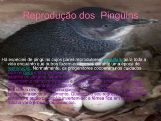 Reprodução dos Pingüins



Há espécies de pingüins cujos pares reprodutores acasalam para toda a
  vida enquanto que outros fazem-no apenas durante uma época de
  reprodução. Normalmente, os progenitores cooperam nos cuidados
  com os ovos e com os juvenis. A forma do ninho varia, segundo a
  espécie de pingüim: alguns cavam uma pequena fossa, outros
  constroem o ninho com pedras e outros utilizam uma dobra de pele
  que possuem ventralmente para cobrir o ovo. Normalmente, o macho
  fica com o ovo e mantém-no quente, e a fêmea dirige-se para o mar
  com vista a encontrar alimento. Quando no seu regresso, o filhote terá
  alimento e então os papéis invertem-se: a fêmea fica em terra e o
  macho vai à procura de alimentos.
 