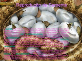 Reprodução da Serpente




•   O pulmão esquerdo é muito pequeno ou mesmo ausente, uma vez que o corpo
    em forma tubular requer que todos os órgãos sejam compridos e estreitos. Para
    que caibam no corpo, só um pulmão funciona. Além disso muitos dos órgãos que
    são pares, como os rins ou órgãos reprodutivos estão distribuídos ao longo do
    corpo de modo que um esteja à frente do outro, sendo um exemplo de excepção
    da simetria bilateral . As serpentes usam um vasto número de modos de
    reprodução. Todas usam fertilização interna, conseguida por meio de hemipénis
    bifurcados, que são armazenados invertidamente na cauda do macho. A maior
    parte das serpentes põe ovos e a maior parte destas abandona-os pouco depois
    de os pôr; no entanto, algumas autores entendem que essas espécies são
    ovovivíparas e retém os ovos dentro dos seus corpos até estes se encontrarem
    prestes a eclodir.
•   Recentemente, foi confirmado que várias espécies de cobras desenvolvem os
    seus descendentes completamente dentro de si, nutrindo-os através de uma
    placenta e um saco amniótico. A retenção de ovos e os partos ao vivo são
    normalmente, mas não exclusivamente, associados a climas frios, sendo que a
    retenção dos descendentes dentro da fêmea permite-lhe controlar as suas
    temperaturas com maior eficácia do que se estes se encontrassem no exterior.
 