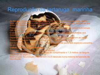 Reprodução da tartaruga marinha
.
•   As fêmeas atingem a maturidade sexual por volta dos 30 anos de idade. Nesta
    fase, ela retorna para a praia onde nasceu para depositar os ovos. Estima-se que
    entre 100 filhotes nascidos, apenas um chegará a vida adulta.
•   Possuem um comportamento solitário e vivem grande parte do tempo submersas
    nas águas dos oceanos.
•   O acasalamento das tartarugas ocorre nas águas costeiras ou profundas dos
    oceanos.
•   Dependendo da espécie, a cor das tartarugas pode variar do marrom ao verde.
•   Possuem sistemas de audição e visão bem desenvolvidos.
•   Em função da caça predatória por vários anos, grande parte das espécies encontra-
    se em situação de extinção.
•   CARACTERÍSTICAS PRINCIPAIS:
•   Peso: em média de 300 a 600 (animal adulto)
    Comprimento: pode atingir até 2 metros de comprimento e 1,5 metros de largura
    (depende da espécie)
    Reprodução: fecundação interna com 3 a 5 desovas numa mesma temporada de
    reprodução.
 