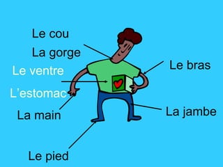La main Le pied La jambe Le bras Le cou La gorge Le ventre L’estomac 