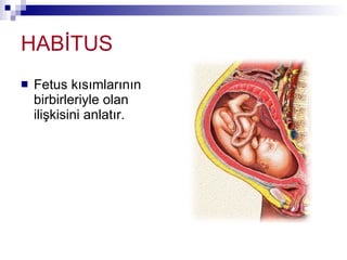 HABİTUS Fetus kısımlarının birbirleriyle olan ilişkisini anlatır. 