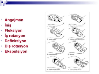 Angajman İniş Fleksiyon İç rotasyon Defleksiyon Dış rotasyon Ekspulsiyon 