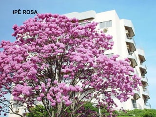 IPÊ ROSA 
