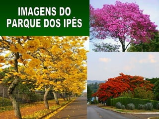 IMAGENS DO PARQUE DOS IPÊS 