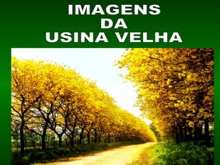 IMAGENS  DA USINA VELHA 