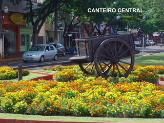 CANTEIRO CENTRAL 
