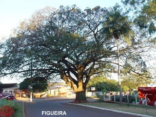 FIGUEIRA 