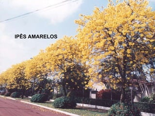 IPÊS AMARELOS 