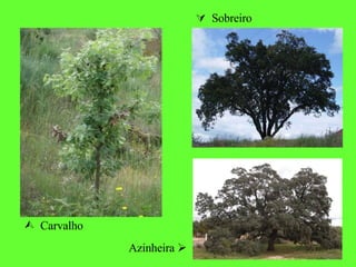   Carvalho Azinheira     Sobreiro 