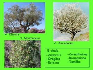   Amendoeira   Medronheiro   Oliveira 