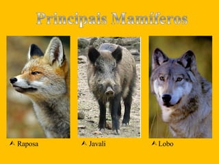    Raposa    Javali    Lobo 