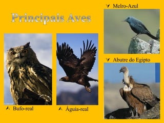   Águia-real   Bufo-real   Abutre do Egipto   Melro-Azul 