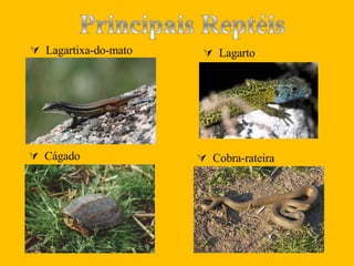   Lagartixa-do-mato    Cobra-rateira   Cágado    Lagarto  