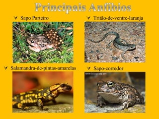   Sapo Parteiro   Tritão-de-ventre-laranja   Salamandra-de-pintas-amarelas   Sapo-corredor   