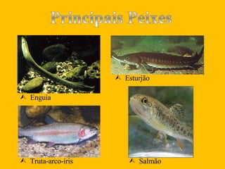   Salmão   Esturjão   Truta-arco-íris   Enguia   