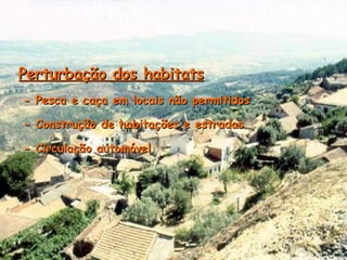 Perturbação dos habitats - Pesca e caça em locais não permitidos - Construção de habitações e estradas  - Circulação automóvel   