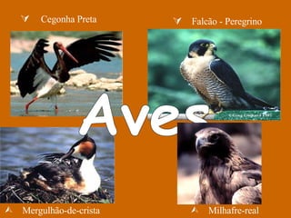   Cegonha Preta Aves   Falcão - Peregrino   Mergulhão-de-crista  Milhafre-real 