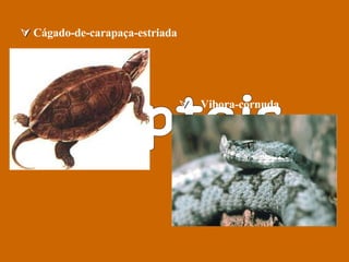 Répteis  Vibora-cornuda    Cágado-de-carapaça-estriada   