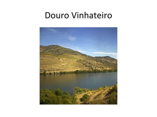 Douro Vinhateiro
 