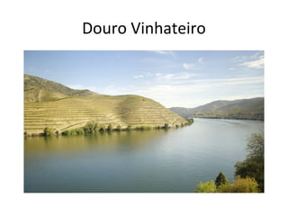 Douro Vinhateiro
 