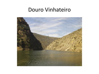 Douro Vinhateiro
 