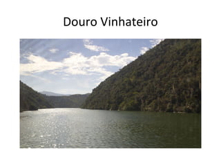 Douro Vinhateiro
 