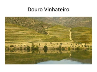 Douro Vinhateiro
 