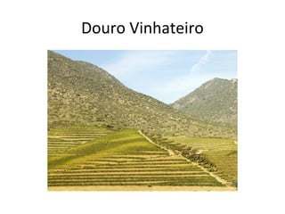 Douro Vinhateiro
 