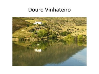 Douro Vinhateiro
 