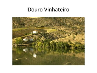 Douro Vinhateiro
 