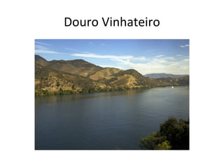 Douro Vinhateiro
 