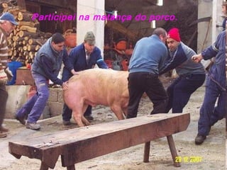 Participei na matança do porco.