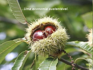 …Uma economia sustentável.