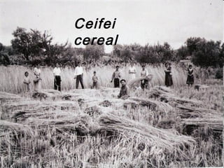 Ceifei
cereal