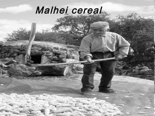 Malhei cereal
