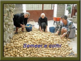 Semeei e colhi