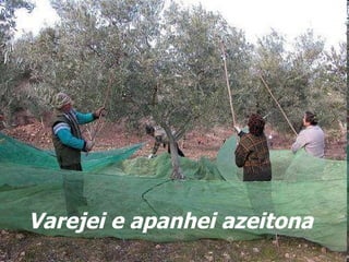 Varejei e apanhei azeitona 