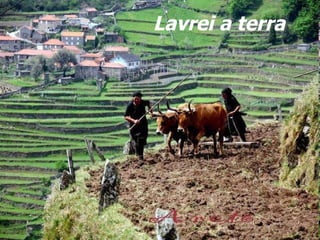Lavrei a terra 