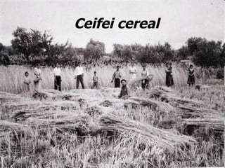 Ceifei cereal 