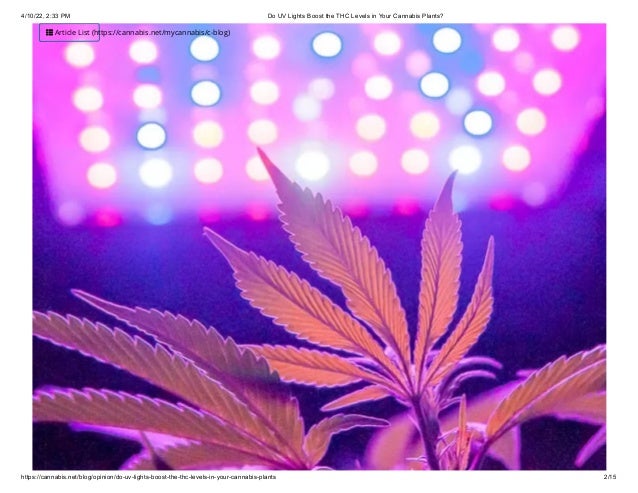 4/10/22, 2:33 PM Do UV Lights Boost the THC Levels in Your Cannabis Plants?
https://cannabis.net/blog/opinion/do-uv-lights-boost-the-thc-levels-in-your-cannabis-plants 2/15
 Article List (https://cannabis.net/mycannabis/c-blog)
 
