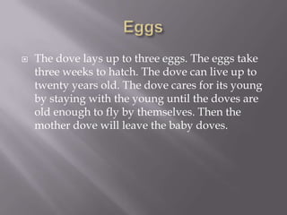 EggsThe dove lays up to three eggs. The eggs take three weeks to hatch. The dove can live up to twenty years old. The dove cares for its young by staying with the young until the doves are old enough to fly by themselves. Then the mother dove will leave the baby doves.