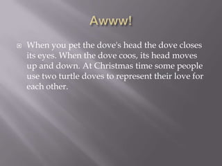 Awww!When you pet the dove's head the dove closes its eyes. When the dove coos, its head moves up and down. At Christmas time some people use two turtle doves to represent their love for each other.