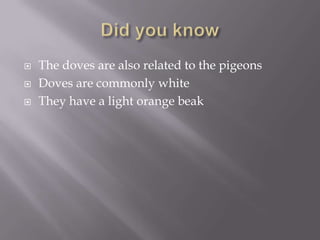 Did you knowThe doves are also related to the pigeonsDoves are commonly whiteThey have a light orange beak