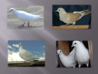 Doves